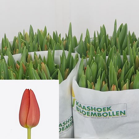 Tulips Orange Westfrisian