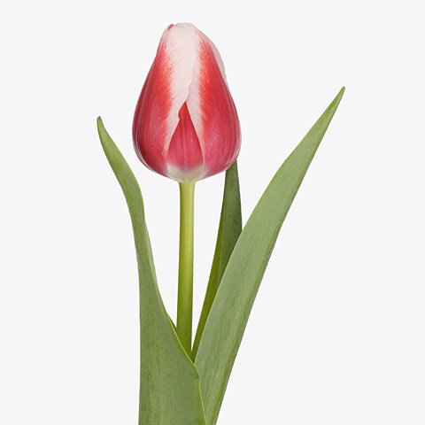 Tulips Outfit