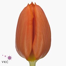 Tulips Pako