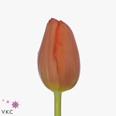 Tulips Palazzo