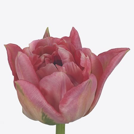 Tulips Palermo