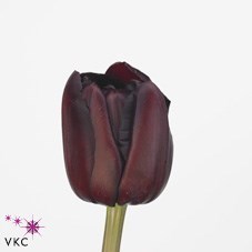 Tulips Palmyra