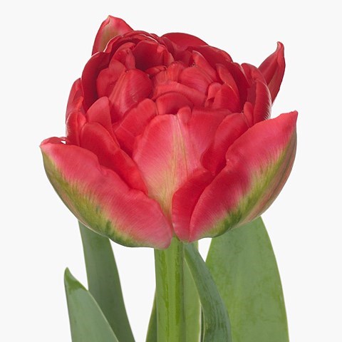 Tulips Pamplona