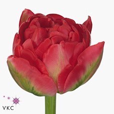 Tulips Pamplona