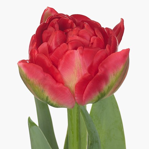 Tulips Pamplona