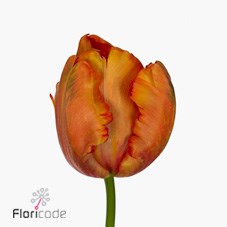 Tulips Parrot Avignon