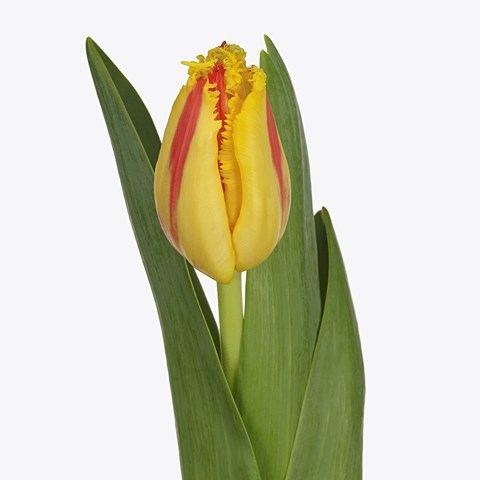 Tulips Party Clown