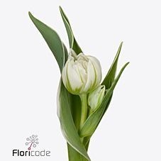 Tulips Password