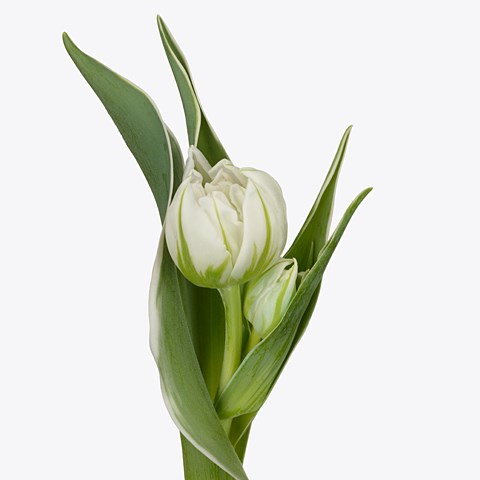 Tulips Password