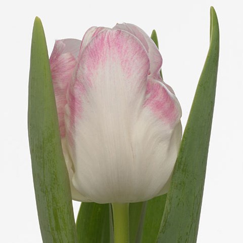 Tulips Pastello