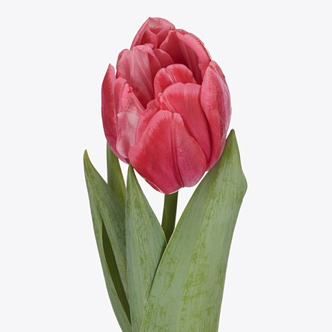 Tulips Pink Foxtrot