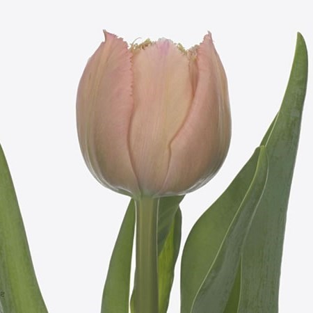 Tulips Pink Magic