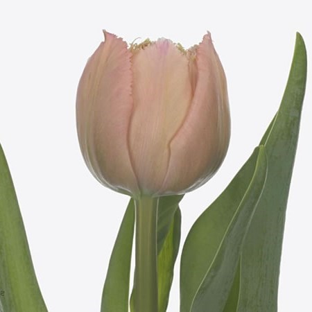 Tulips Pink Magic