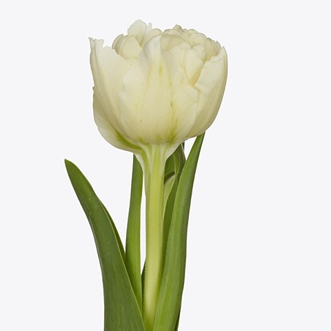 Tulips Piste