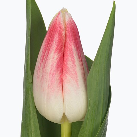 Tulips Pleasure