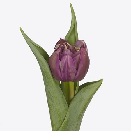 Tulips Pontiac
