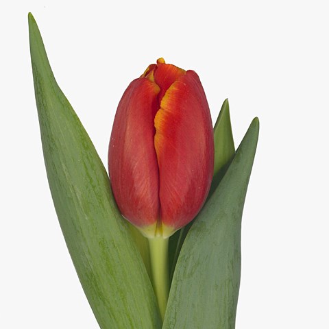 Tulips Power Play