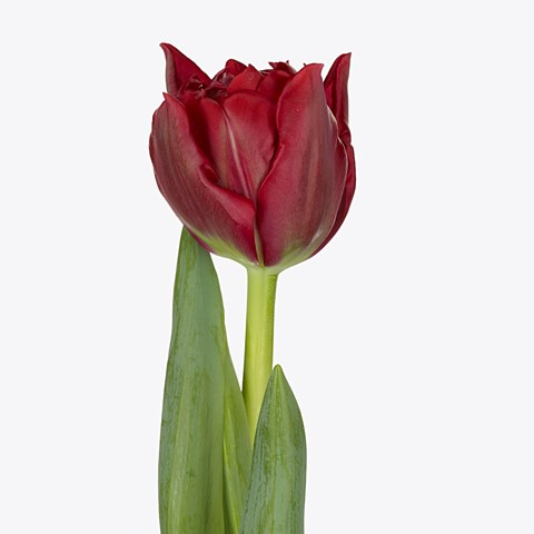 Tulips Presto