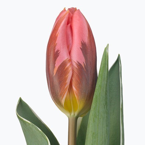 Tulips Pretty Princess