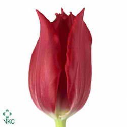 Tulips Pretty Woman