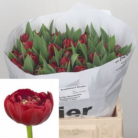 Tulips Prominence Double