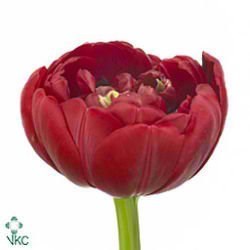 Tulips Prominence Double