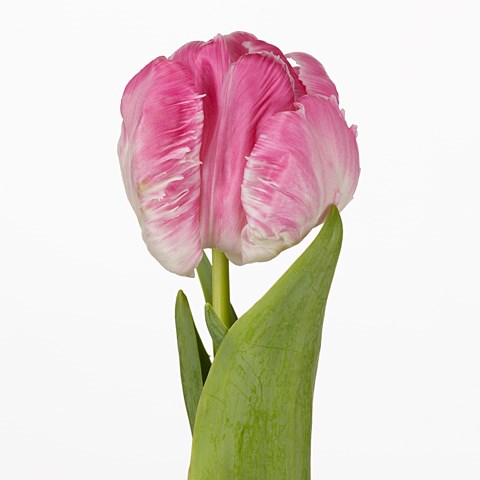 Tulips Proud Parrot