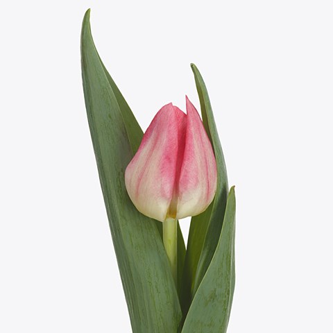 Tulips Pulitzer