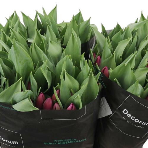 Tulips Purple Angel