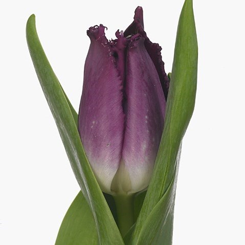 Tulips Purple Chrystal
