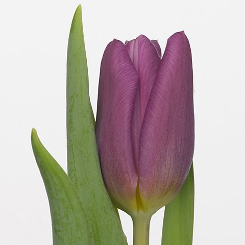 Tulips Purple Copex