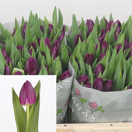 Tulips Purple Eye