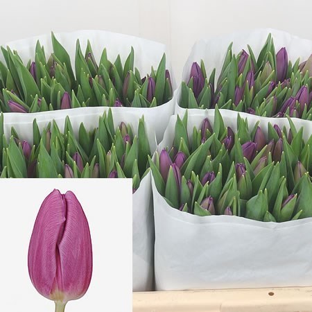 Tulips Purple Flag