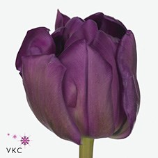 Tulips Purple Peony
