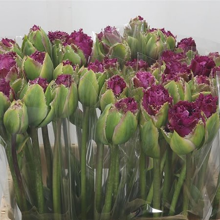 Tulips Purple Tower
