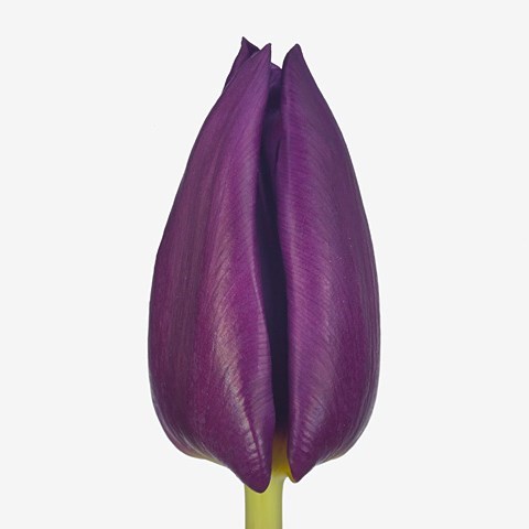 Tulips Purple Valley
