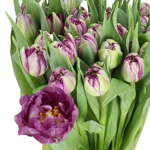 Tulips Python