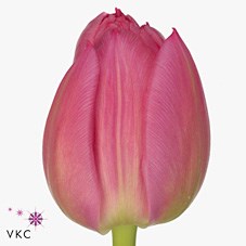 Tulips Queen Of Marvel