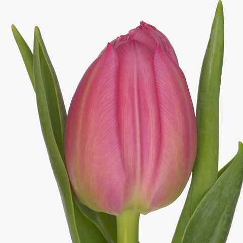 Tulips Queen Of Marvel