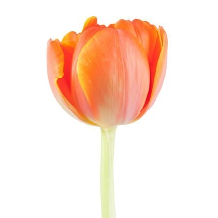 Tulips Queensday