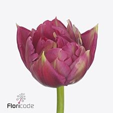 Tulips Quintys Dream