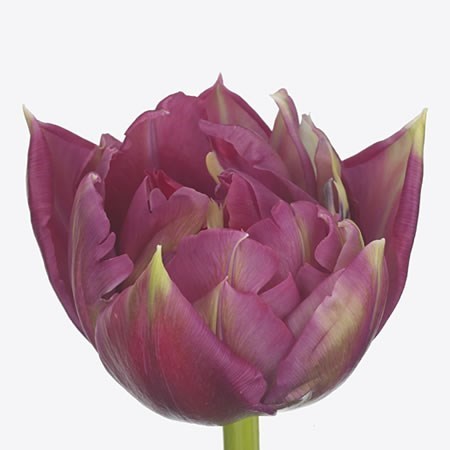 Tulips Quintys Dream