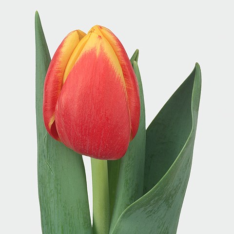 Tulips Rambo