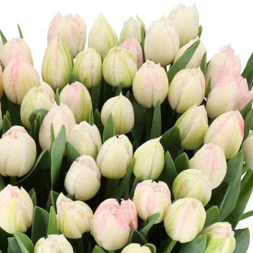Tulips Ranomi