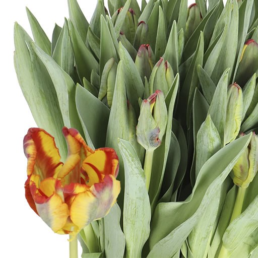 Tulips Rasta (Parrot)