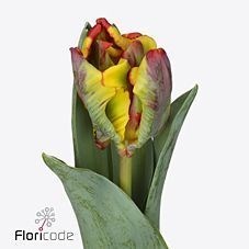 Tulips Rasta (Parrot)
