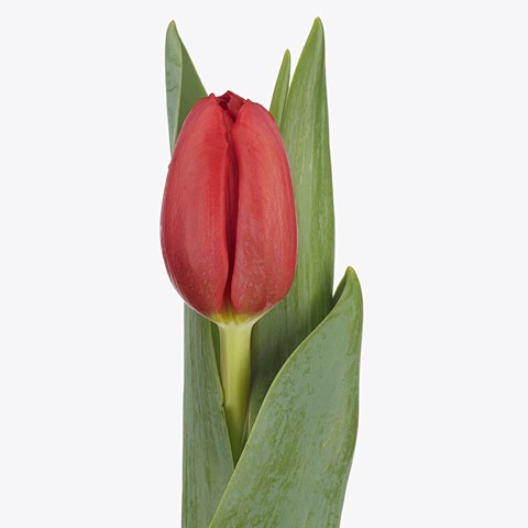 Tulips Red Baron