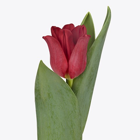 Tulips Red Dress