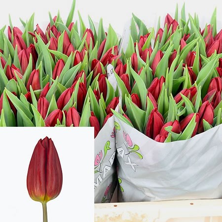 Tulips Red Gold