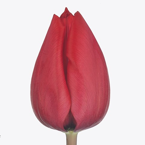 Tulips Red Model